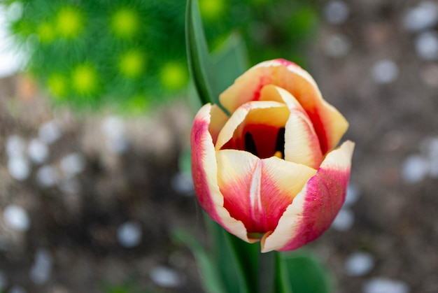 Une tulipe avec une bande jaune et rose.