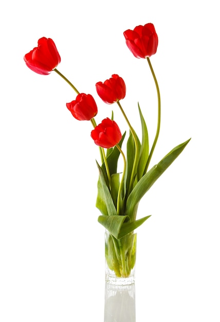 Tulipe. Beau bouquet de tulipes dans l'eau isolé sur blanc