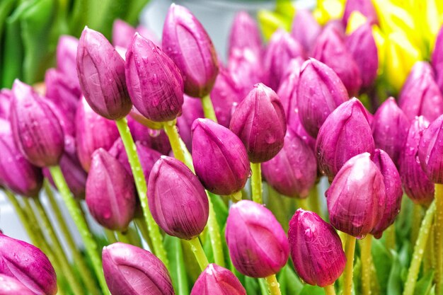 Tulipe. Belles fleurs de tulipe avec des gouttes de rosée. Les fleurs de printemps sont le symbole de l'amour.