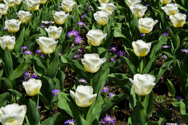 Tulipe blanche dans la villa taranto