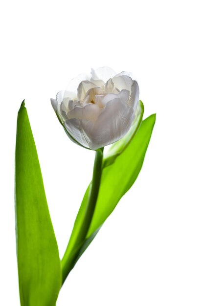 Tulipe blanche isolée sur fond blanc Fleur pour la lumière Tige et feuilles de bourgeon Copier cpace