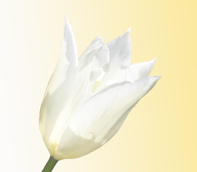 Tulipe blanche isolée sur fond jaune doux