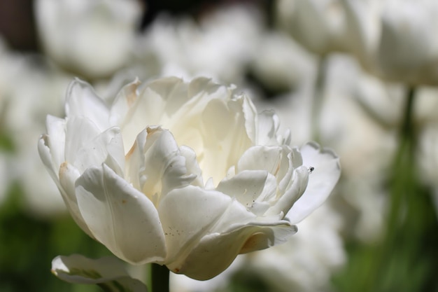 tulipe blanche avec mise au point sélective sur un fond blanc flou naturel