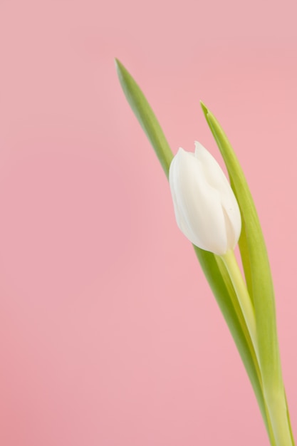 Tulipe blanche se bouchent