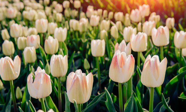 Tulipe blanche à travers la lumière du soleil.