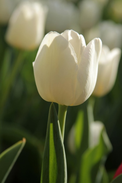 tulipe blanche