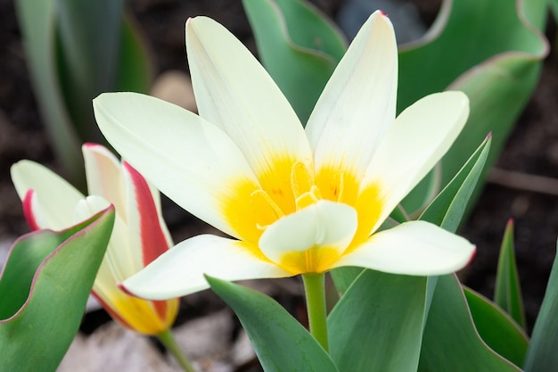 Tulipe botanique blanche