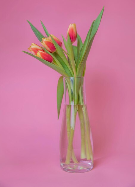 tulipe bouquet nature couleur arrangement bouquet beauté plante vase