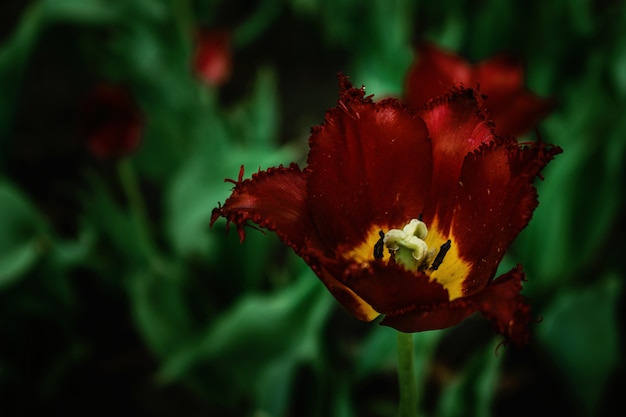 Une tulipe bourgogne terry sur un fond sombre