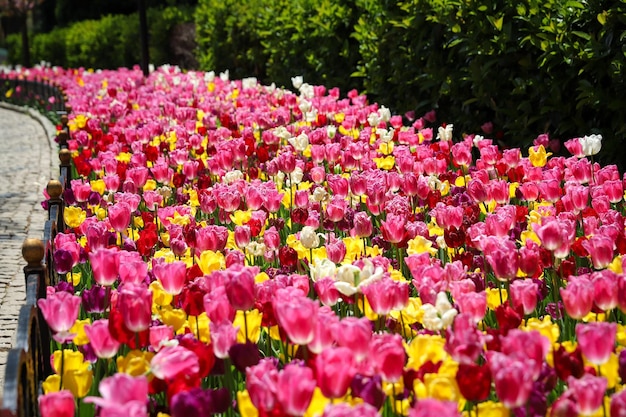 Tulipe colorée dans le jardin fleuri