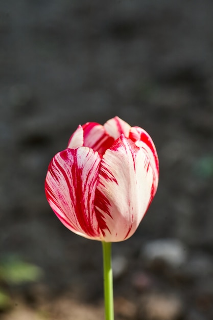 Tulipe colorée dans le jardin