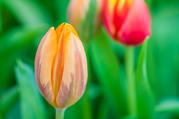 Tulipe colorée fraîche