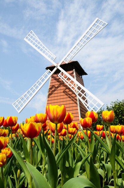 Photo tulipe commune liliacées tulipe moulin à vent