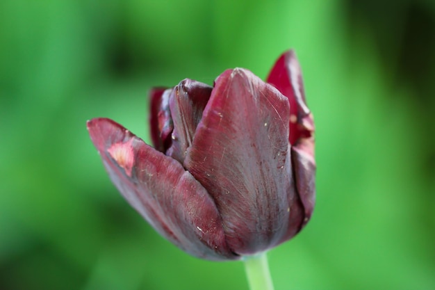 Tulipe de couleur noire isolée sur fond vert