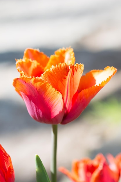 Tulipe de couleur orange dans la nature