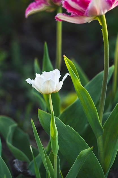 Photo tulipe de cristal fraîche. mise au point sélective.