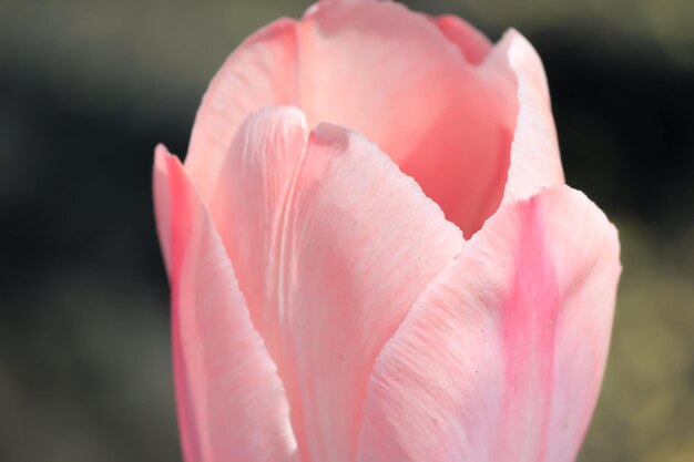 Une tulipe dans le jardin de la maison