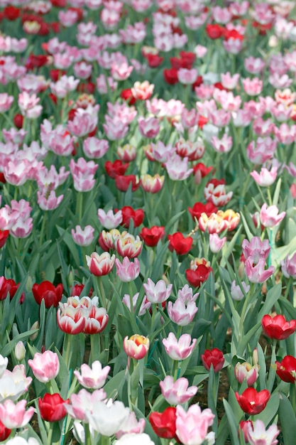 Tulipe dans le jardin.