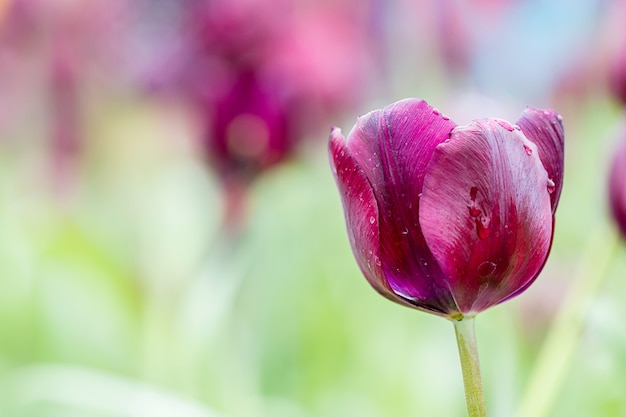 Tulipe dans le jardin