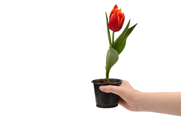 Tulipe dans un pot dans les mains de la femme isolées sur blanc.