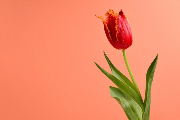 Tulipe dans un pot sur fond rouge. Copiez l'espace.