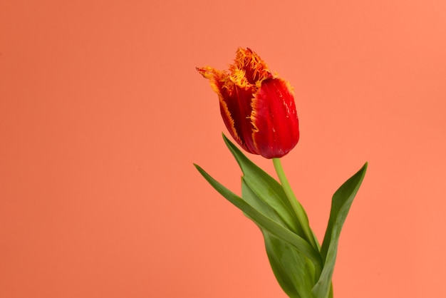 Tulipe dans un pot sur fond rouge. Espace de copie.