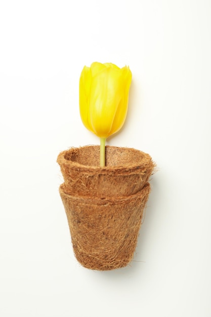 Tulipe dans des pots de fleurs sur fond blanc vue de haut