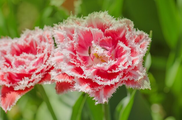 Tulipe éponge rose sur le parterre de fleurs Belle tulipe frangée éponge