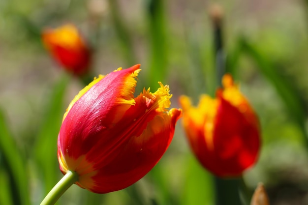 une tulipe éponge rouge avec mise au point sélective sur un fond vert flou