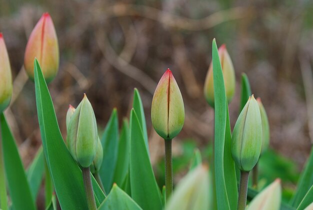 Tulipe fermée