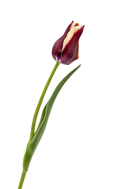 Tulipe fleur isolé sur fond blanc