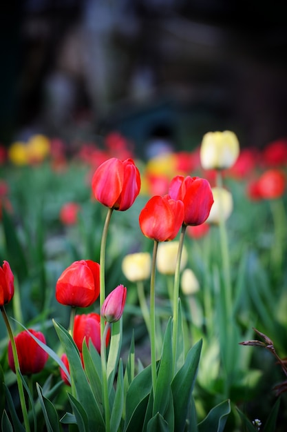 Tulipe. Fleur de tulipe dans le jardin. Fond naturel.