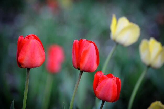 Tulipe. Fleur de tulipe dans le jardin. Nature .