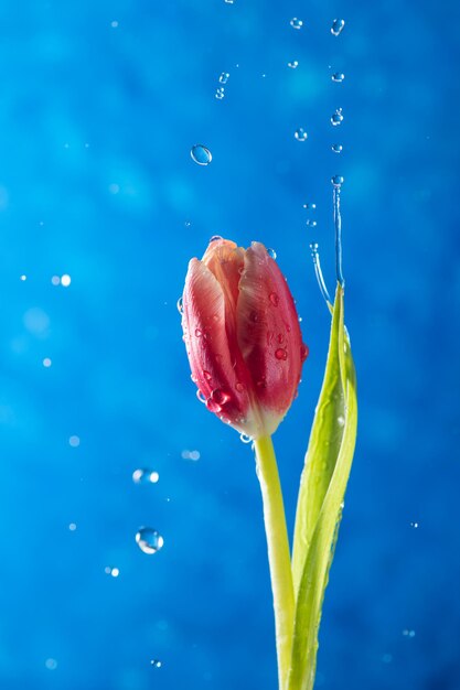 Une tulipe sur fond bleu avec des gouttes d'eau