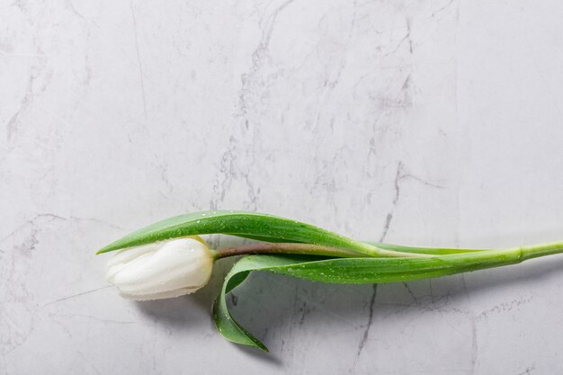 Tulipe fraîche unique sur un fond de marbre.