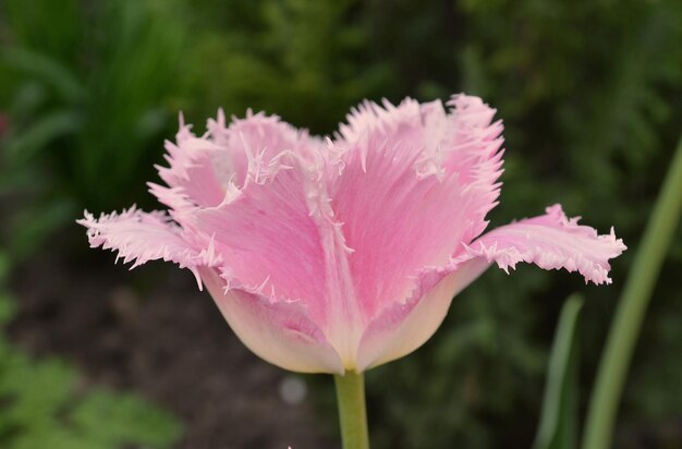 Tulipe frangée rose dans le jardin