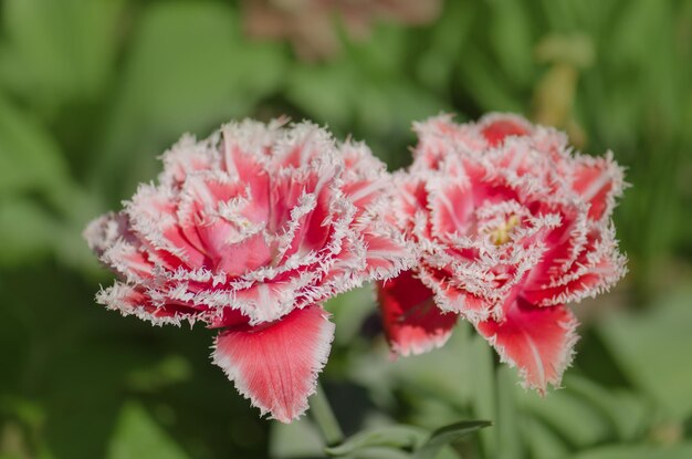 Tulipe à franges en éponge du Queensland dans le jardin