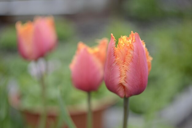 Tulipe en gros plan de jardin de printemps