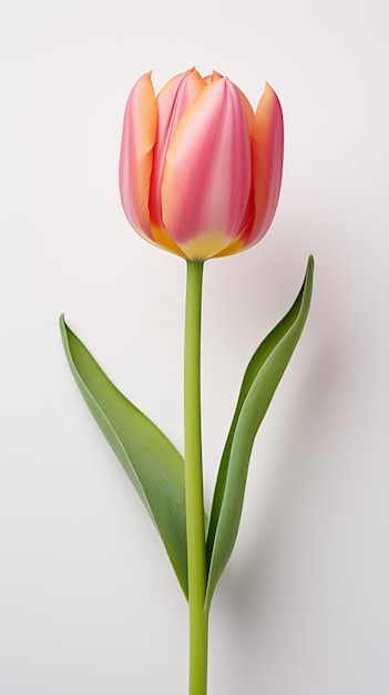 tulipe isolée sur fond blanc et feuille