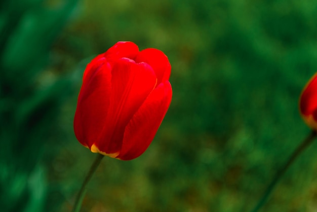 Tulipe de jardin rouge sur fond d'herbe dans le jardin de printemps