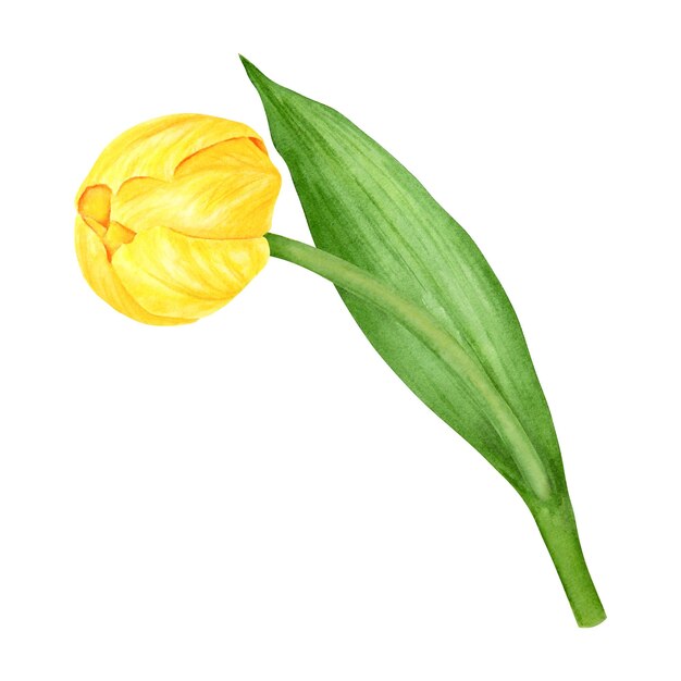Tulipe jaune Aquarelle dessinée à la main illustration du symbole du printemps fleur dorée Clip art pour Pâques Fête des Mères Fête des Femmes 8 mars cartes de mariage fermier et impressions floristiques emballage de livre de voyage
