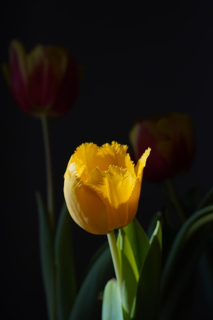 Une tulipe jaune aux bords sculptés dans un feu de camp la lumière du soleil sur un fond sombre