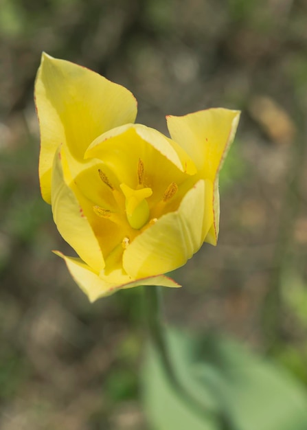 Tulipe jaune dans le jardin un jour de printemps ensoleillé sur un arrière-plan flou