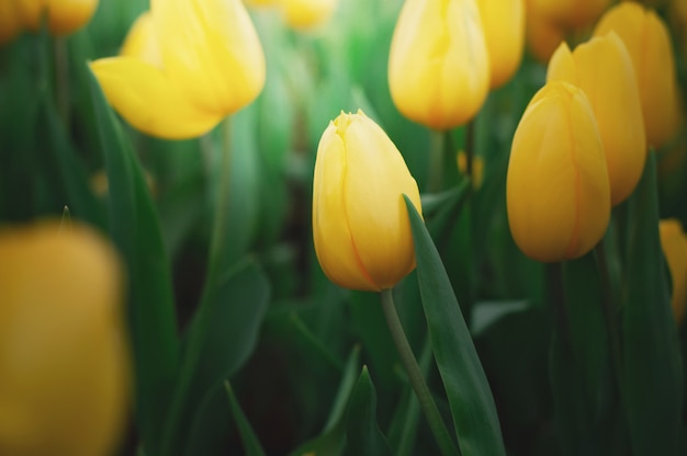 Tulipe jaune dans le jardin