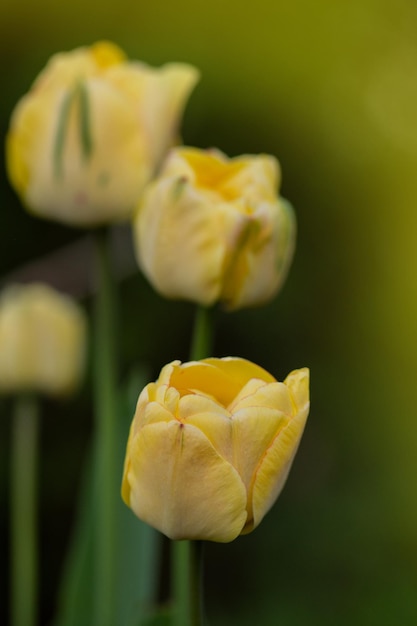 Tulipe jaune Double Beauté d'Apeldoorn