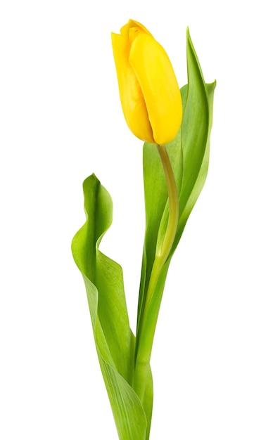 Une tulipe jaune avec des feuilles sur un fond blanc isolé