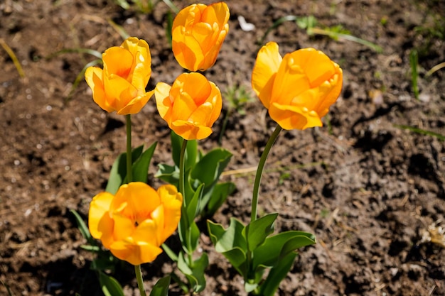 Tulipe jaune fleur fleurit sur fond de terre sèche floue de parterre de fleurs de jardin de printemps sele