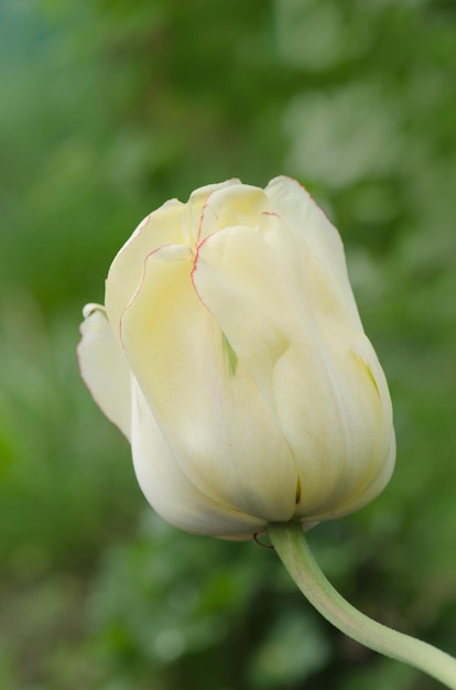 Tulipe jaune à fleurs de pivoine Fleur de tulipe Akebono Tulipe jaune et or orange