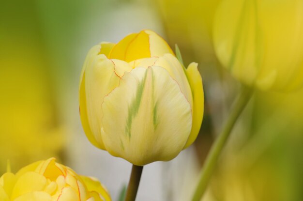 Tulipe jaune à fleurs de pivoine Tulip Double Beauté d'Apeldoorn Tons lumineux de tulipe jaune et orange doré