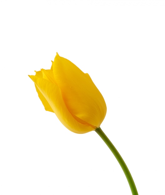 Une tulipe jaune en fleurs avec tige verte isolé sur fond blanc